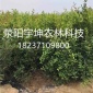 许昌哪儿有高纯度突尼斯软籽石榴树苗